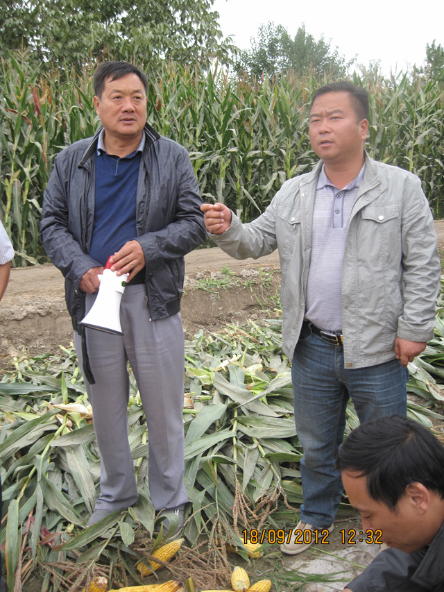 新疆莎车县县委副书记冯军祥参观我公司新品种试验田